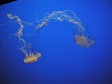 Jelly Fish (1).jpg